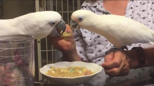 鹦鹉爆料主人出轨了吗视频,主人出轨事件大揭秘  第3张