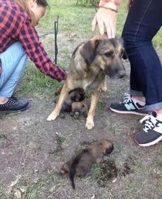 最新台湾狗崽爆料视频